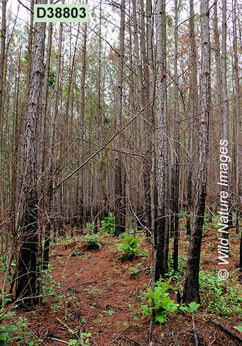 Slash Pine (Pinus elliottii)